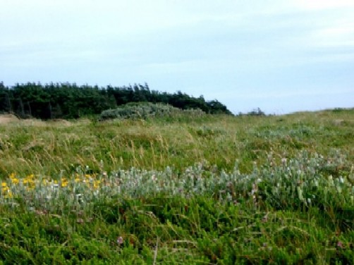 North Sea Coastal Heath Blockhus DK